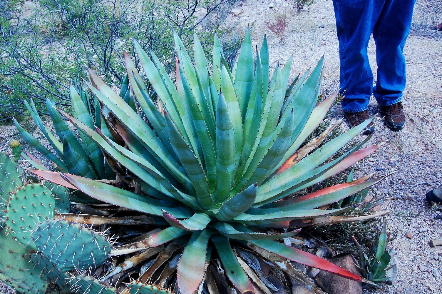 Agave Giveaway